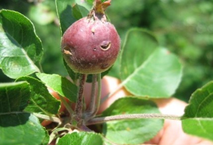 Figure 5 apple dd .jpg